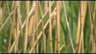 Singing Reed Warbler [upl. by Kcirb]