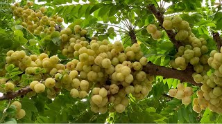 Star gooseberryPhyllanthus Acidus harvestingDaily life and nature [upl. by Naehs]