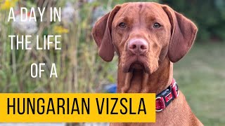 A day in the life of a Hungarian Vizsla [upl. by Cortney]