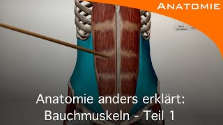 Bauchmuskeln Teil 1  Anatomie anders erklärt [upl. by Smalley]