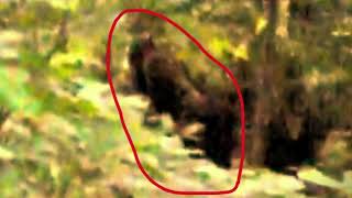 Enhanced Footage of Interest on Blood Mountain Bigfoot near Blue Ridge GA [upl. by Eenerb]