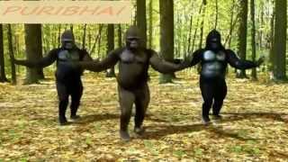 Jaalma Resham Filili Most Funniest Monkey Dance Ever Monkey Dance Cover by Ashish Puri [upl. by Glennon]