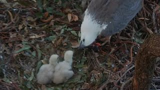 Good morning with a great breakfast  SeaEagleCAM  Aug 21 2024 [upl. by Convery848]