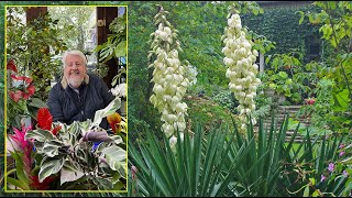 YUCCA  UN STYLE MODERNE DES FLEURS À FOISON UNE TOUCHE D’’EXOTISME Le Quotidien du Jardin N°314 [upl. by Sholley879]