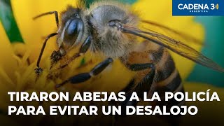 Le lanzaron abejas a la Policía para evitar un desalojo y terminaron detenidos  Cadena 3 [upl. by Eirrot919]