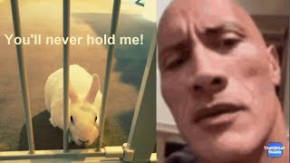 Escape the room for rabbits  funny animals Episode 1 [upl. by Arej]