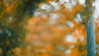 Anamorphic Autumn  BMPCC OG [upl. by Oisor207]