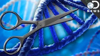 What is CRISPR amp How Could It Edit Your DNA [upl. by Tracey286]