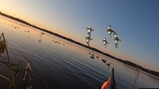 hunting early season teal In mn public land [upl. by Enialedam960]