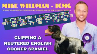 Mike Wildmans English Cocker Spaniel Grooming  Clipping A Neutered English Cocker Spaniel [upl. by Abram499]