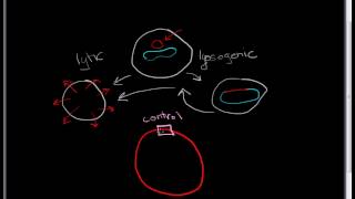 Lambda Phage part 1 the basic lifecycle [upl. by Aienahs203]