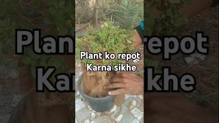 Jade plant crassula Plant ki Repoting repotting plant care plant ki dekhbhal [upl. by Ramyar]