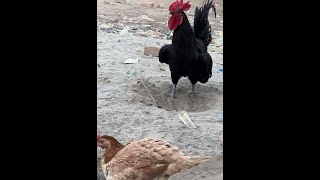 🔴Hen vs rooster new video live [upl. by Ayhtnic582]