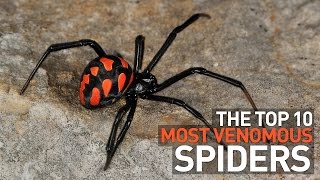 Top 10 Most Venomous and Deadly Spiders in the World [upl. by Attwood]