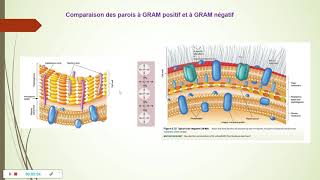 Paroi bactérienne partie 2 [upl. by Raina]