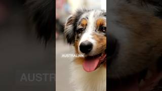 Things to Consider Before Getting a Australian Shepherd [upl. by Telford457]