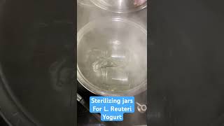 Sterilizing jars for L Reuteri yogurt in boiling hot water [upl. by Conroy]