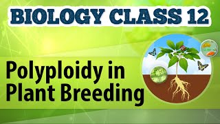 Polyploidy in Plant Breeding  Enhancement in Food Production  Biology Class 12 [upl. by Aivatnwahs]