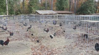 80 chickens rescued from illegal cockfighting ring in Virginia [upl. by Aoket]