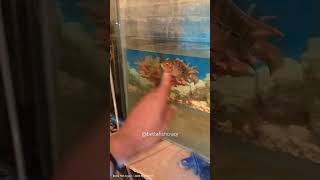 Golden Pearl Flowerhorn Cichlid  Age  9 months flowerhorn fish aquarium hobby shorts viral [upl. by Suixela808]