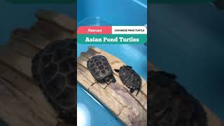 When I came home 【Asian Turtles】Japanese Pond Turtle Reeves Asian Brown Pond Turtle Shorts [upl. by Ytte]