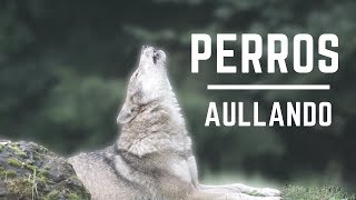 Perros Aullando Fuerte  Perros aullando como lobos Aullidos de Perros Sound effect [upl. by Proud655]