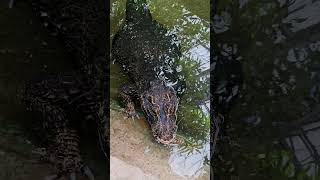 Crocodiloanão africano animais fauna [upl. by Azeria]