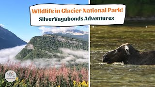 Moose Bear Mountain Goat and Big Horn Sheep of Glacier National Park [upl. by Notle]