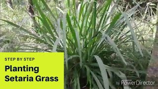 Planting Setaria Grass Step by step [upl. by Beffrey231]