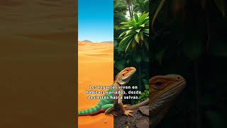 Descubre el Fascinante Mundo de los Lagartos Lagartos Reptiles Naturaleza Ecosistema [upl. by Cornelle]