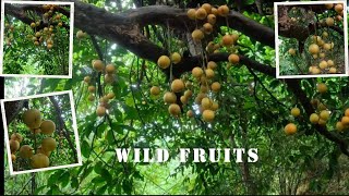 Plucking wild fruits Burmese grapesjhum khetinortheast IndiaJungle adventure [upl. by Reema]