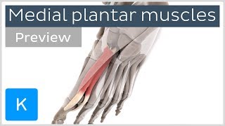 Functions of the medial plantar muscles of the foot preview  Human 3D Anatomy  Kenhub [upl. by Ylam]