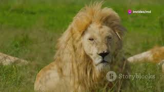 quotBarbary Lion The Majestic Atlas Lions Legacy Characteristics and Captivity Storyquot [upl. by Nytsud]