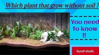 Aquarium Plants that grow without Soil Beginner Aquarium Plants without soil amp co2 [upl. by Oos939]