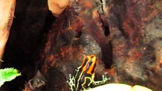 Ranitomeya Fantastica Lowland Feeding [upl. by Hadihahs448]