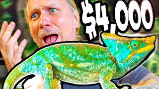 I Spent 4000 For The Largest Chameleon In The World [upl. by Rehpinnej]