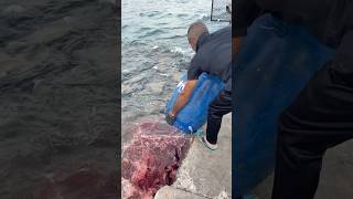 Stingray feeding time shortsfeed fishing fishfeeding fishing [upl. by Healy]