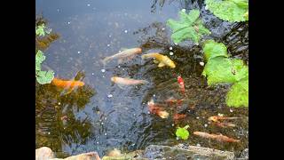 DIY Koi Pond [upl. by Cyrille]