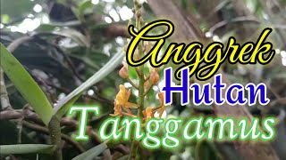 Mengenal Anggrek Hutan Micropera sp [upl. by Linnell]