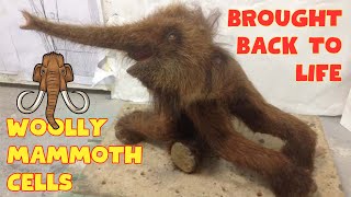 28000YearOld Woolly Mammoth Cells Brought Back To Life Pacing the Way to Cloning [upl. by Ahsieyt]