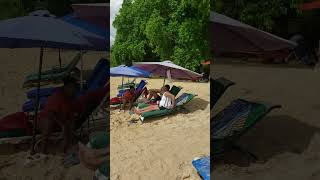 Beach that does not Roar islandlife caribbeanvacation barbados [upl. by Backler]