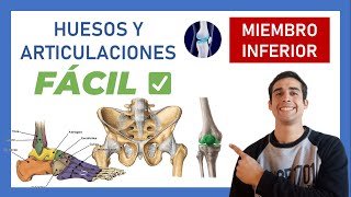 ✅ 4 ANATOMIA de MIEMBRO INFERIOR facil ARTICULACIONES [upl. by Baun250]