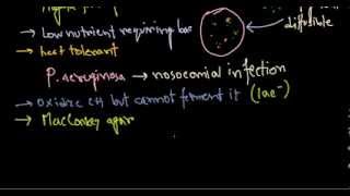 Pseudomonas aeruginosa introduction [upl. by Ellerahc]