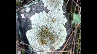 Lichens Mutualism amp Commensalism [upl. by Ayot]