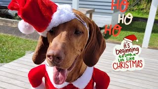 Vizsla christmas antics with the homestay doggos [upl. by Ymij]