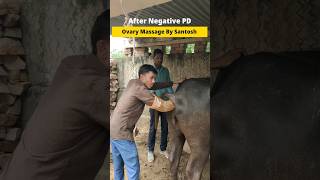 After Negative PD Ovary Massage By Santosh kumar kaushambi ramawatvetsclub [upl. by Zoi]