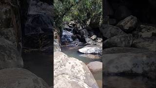 Durante o percurso da trilha avisto um biguá Nannopterum brasilianum tomando seu banho no rio [upl. by Llenoil]