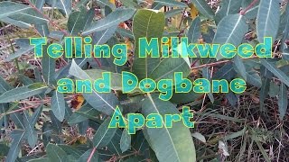 How To Tell Milkweed and Dogbane Apart [upl. by Ahsiugal]