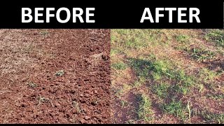 How to Plant Bermuda Grass from Sprigs DIY [upl. by Cordie]