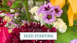 Dahlia Haul Seed Starting Seedling Update  Cottoverdi [upl. by Aelber]